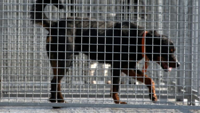 Une femme handicapée de 38 ans a été retrouvée morte, mordue par ses deux rottweillers, dans sa maison de Sénouillac, dans le Tarn