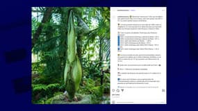 Le jardin botanique de Nancy annonce ce jeudi 31 juillet la floraison du "pénis de Titan".