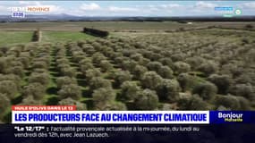 Bouches-du-Rhône: les producteurs d'huile d'olive face au réchauffement climatique