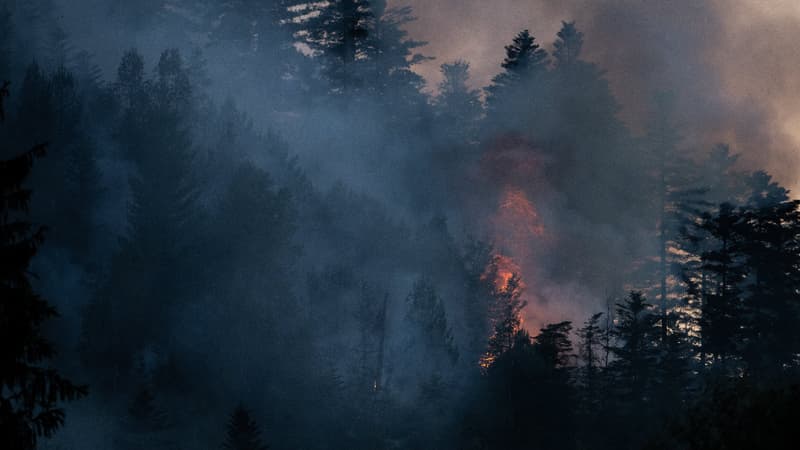 Plus de 250 morts, 400 millions d'hectares... Les feux de forêts ont été dévastateurs en 2023
