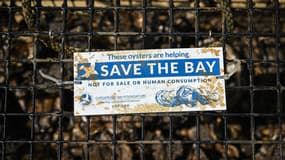 Un panier d'huîtres dans la maison d'une participante au programme d'ostréiculture de la Chesapeake Bay Foundation, où elle cultive des huîtres sur son quai le long de la rivière Severn, un affluent de la baie de Chesapeake dans l'État du Maryland, aux États-Unis, le 20 mai 2025.