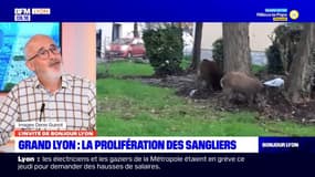 Lyon: limiter les populations de sangliers "ne peut se faire que par la chasse"