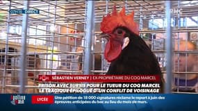 "Il s'est introduit chez nous, a tiré sur le coq et l'a achevé avec une barre de fer": sur RMC, le propriétaire du coq Marcel évoque un événement traumatisant