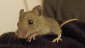 Une souris. (photo d'illustration)