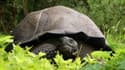 Un spécimen de tortue géante Chelonoidis donfaustoi, espèce redécouverte aux Galapagos en 2015.