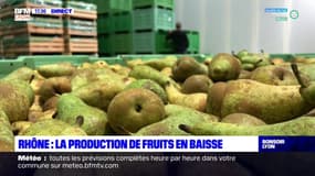 Rhône : la production de fruits en baisse