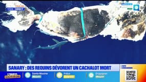 Sanary-sur-Mer: des requins dévorent un cachalot mort