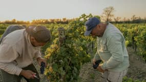 Vendanges solidaires en faveur d'un vigneron qui a perdu sa récolte après un incendie, le 22 août 2025 à La Palme, dans l'Aude 