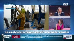 Dupin Quotidien : UE, la pêche électrique bientôt totalement bannie ? - 04/02