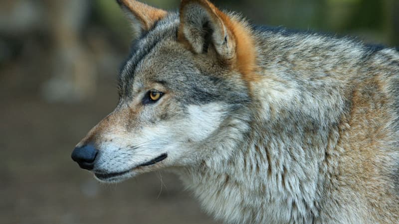 Il y aurait 430 loups en France 