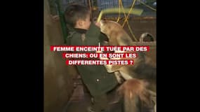 Femme enceinte tuée par des chiens: où en sont les différentes pistes?