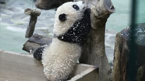 La jeune Yuan Bao, née le 28 juin dernier, a été présentée à quelques 150 journalistes et autres invités lundi au zoo de Taipei.