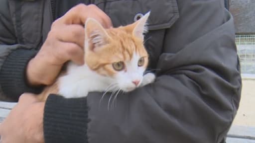 Oscar, le petit chat maltraité par un jeune homme qui s'est fait filmer sur Internet, est sain et sauf.