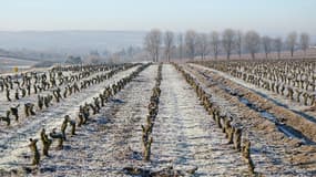 Une vigne du Loir-et-Cher sous la gelée hivernale (Photo d'illustration).