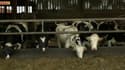 Des vaches dans un élevage