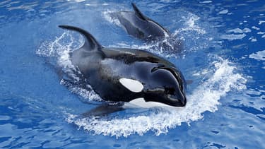 Des orques dans leur bassin, au Marineland d'Antibes, en 2013.