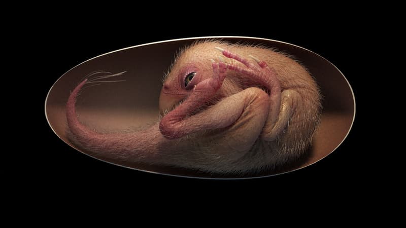 Cette illustration montre une reproduction d'un embryon de dinosaure oviraptorosaure proche de l'éclosion. Elle est basée sur le nouveau spécimen "Baby Yingliang" découvert à Ganzhou, dans la province de Jiangxi, dans le sud de la Chine.
