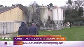 La Bretagne concentre plus de la moitié de l'élevage porcin français 