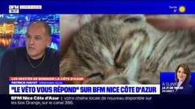 Le véto répond à vos questions sur BFM Nice Côte d'Azur