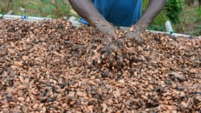 Le cacao bondit de 60% sur un an