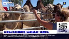 Bas-Rhin: le bras de fer entre Haguenau et le cirque Zavatta