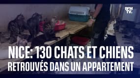 130 chats et chiens découverts dans un appartement à Nice 