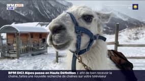 Névache: dans la Vallée de la Clarée, une randonnée insolite en lama