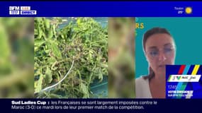 Gel dans le Var: 77% de pertes en moyenne pour les viticulteurs