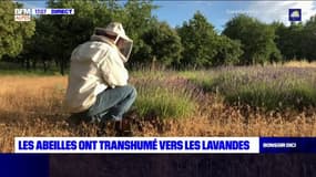 Banon: les abeilles ont transhumé vers les lavandes 