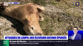 Alpes-de-Haute-Provence: des éleveurs bovins épuisés des attaques de loups