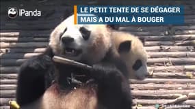 Quand une maman panda prend son bébé pour un coussin