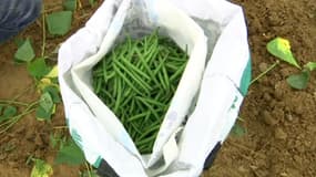 Dans le Nord, la météo a été favorable pour certaines récoltes, comme les haricots. Un agriculteur donne son surplus de haricots. 