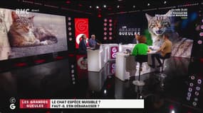 "Ils liquident la biodiversité c'est un fléau": trois députés veulent classer les chats parmi les espèces nuisibles