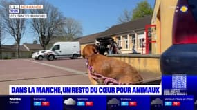 Manche: une association vient en aide aux propriétaires d'animaux en situation de précarité