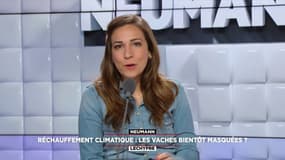 Réchauffement climatique: les vaches bientôt masquées?