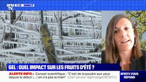 Quel sera l'impact de la vague de froid sur les fruits d'été ? - BFMTV répond à vos questions