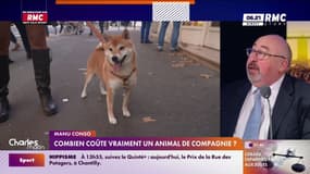 Combien coûte vraiment un animal de compagnie? 