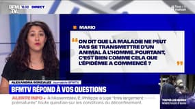L'épidémie a-t-elle commencé en se transmettant de l'animal à l'homme ? BFMTV vous répond 
