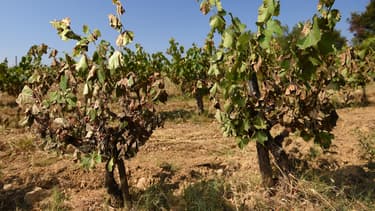Vignes desséchées par la canicule de fin juin, dans l'Hérault.