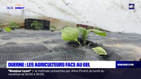 Duerne: les agriculteurs rhodaniens face au risque du gel