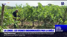 Orages dans le Var: les vignes endommagées par la grêle