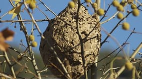 Un nid de frelons asiatiques