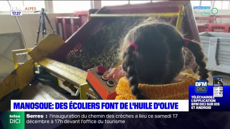 Manosque : des écoliers découvrent la fabrication de l'huile d'olive