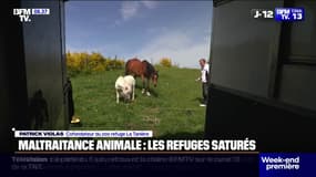 Face à la hausse de la maltraitance et d'abandons d'animaux, les refuges sont de plus en plus saturés