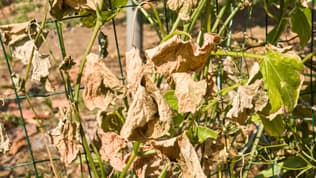 Gros plan sur des feuilles séchées d'une plante grimpante dans un potager à Montaigu-Vendée, dans la région des Pays de la Loire, le 26 juin 2026.