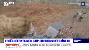 Paris Mobility : Balade en chiens de traîneau en forêt  de Fontainebleau!