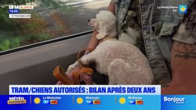 Quel est le bilan de l'expérimentation des chiens dans le tram de Strasbourg?