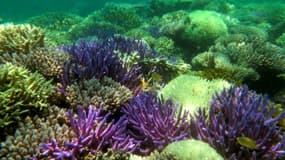 Photo fournie par l''association Pala Dalik qui œuvre en faveur des récifs coralliens, le 19 septembre 2016 à Nouméa en Nouvelle Calédonie