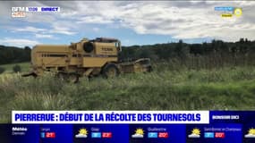 Alpes-de-Haute-Provence: début de la récolte des tournesols