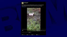 Un chien attaché à une barrière en Floride, le 9 octobre 2024 - X / @FHPTampa